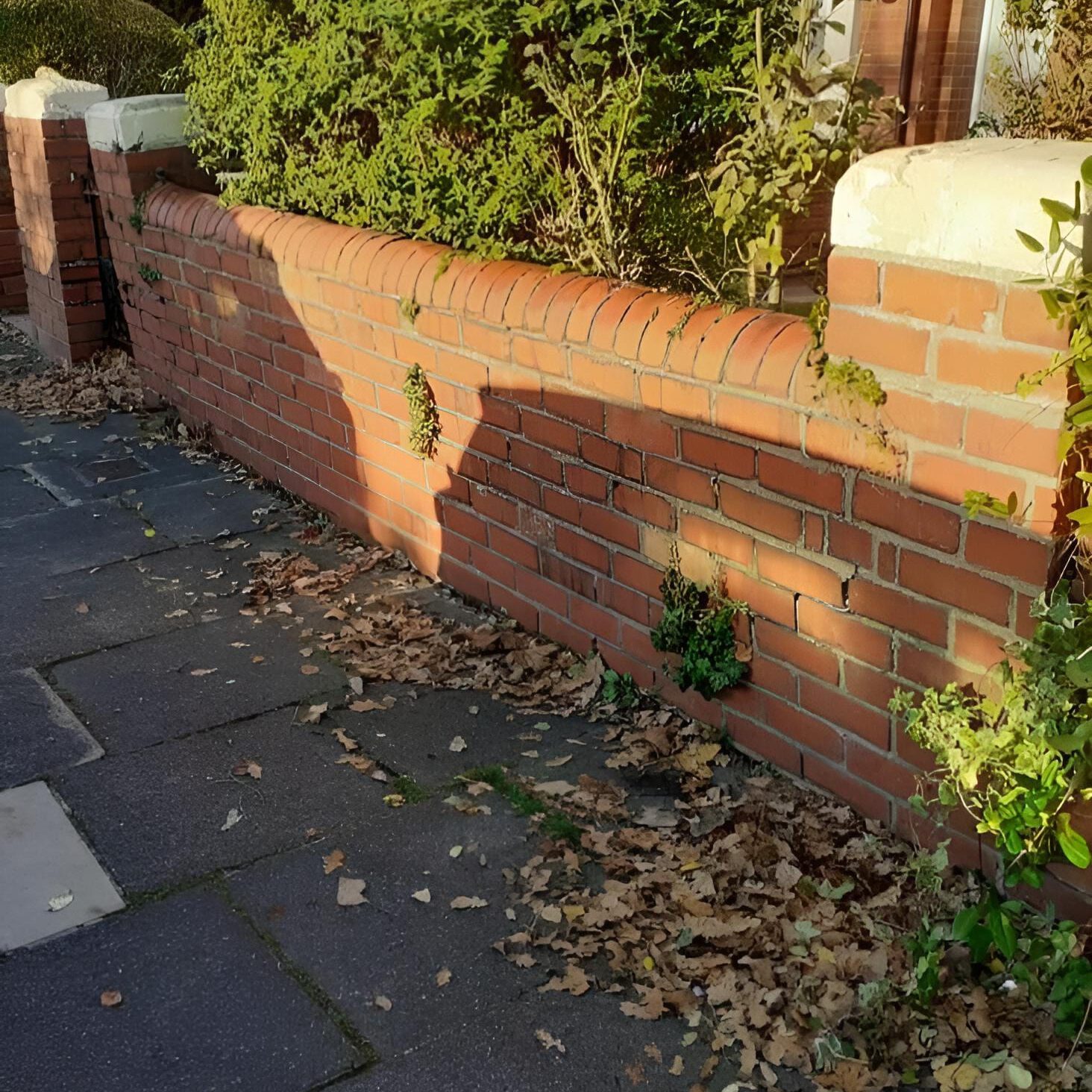 A brick wall with patches of greenery growing through gaps, casting a shadow on the sidewalk alongside fallen autumn leaves. The wall is bordered by a paved path with some scattered leaves and nearby plants.